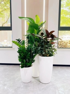 揭秘杭州湾哪家绿植租摆好，速来一探究竟！